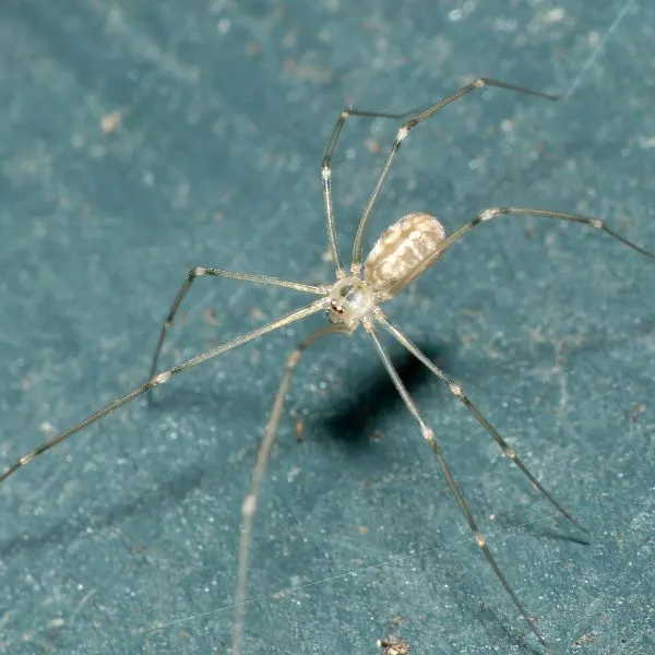 Cellar Spider (Pholcus phalangioides) on a dark green surface in Wheaton, Illinois, USA