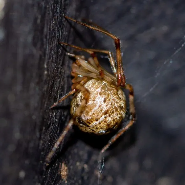 Common House Spider (Parasteatoda tepidariorum) on dark wood in Cook County, Illinois, USA