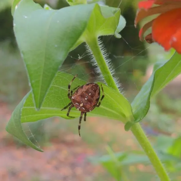 Crowned Orbweaver (Araneus diadematus) in its web on a leaf in Naperville, Illinois, USA