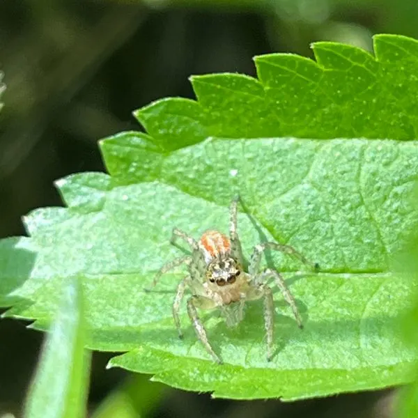 Dimorphic Jumping Spider (Maevia inclemens) on a leaf at Danada Forest Preserve, Illinois, USA