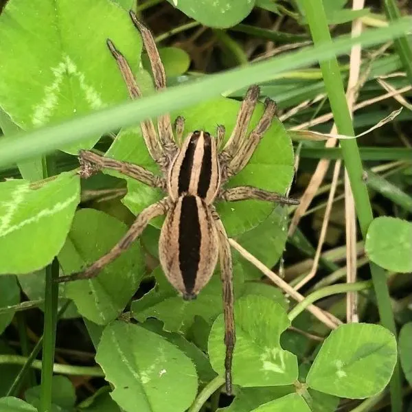 Dotted Wolf Spider (Rabidosa punctulata) on some leaves in Ashmore, Illinois, USA