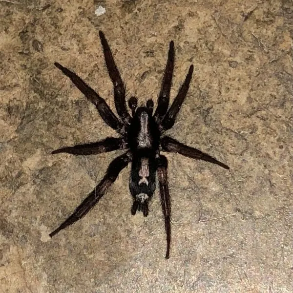 Eastern Parson Spider (Herpyllus ecclesiasticus) on a rocky surface in Ashmore, Illinois, USA