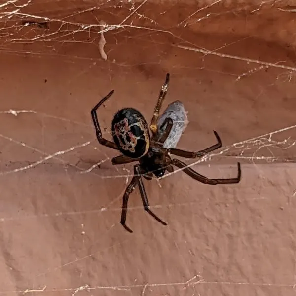False Window (Steatoda nobilis) against a red wall in Barcelona, Spain