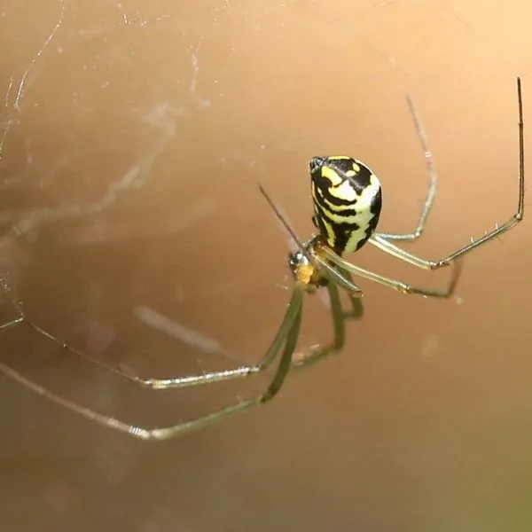 Filmy Dome Spider (Neriene radiata) on its web in Starved Rock State Park, Illinois, USA