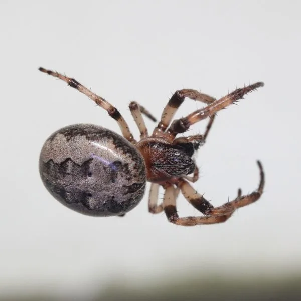 Furrow Orbweaver (Larinioides cornutus) on a white background in Champaign, Illinois, USA