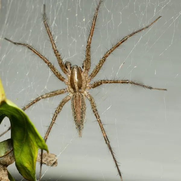 Grass Spider (Agelenopsis spp.) on its web in Elk Grove Village, Illinois, USA