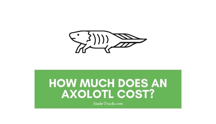 How Much Does an Axolotl Cost? (Budget and Fees) - SnakeTracks.com