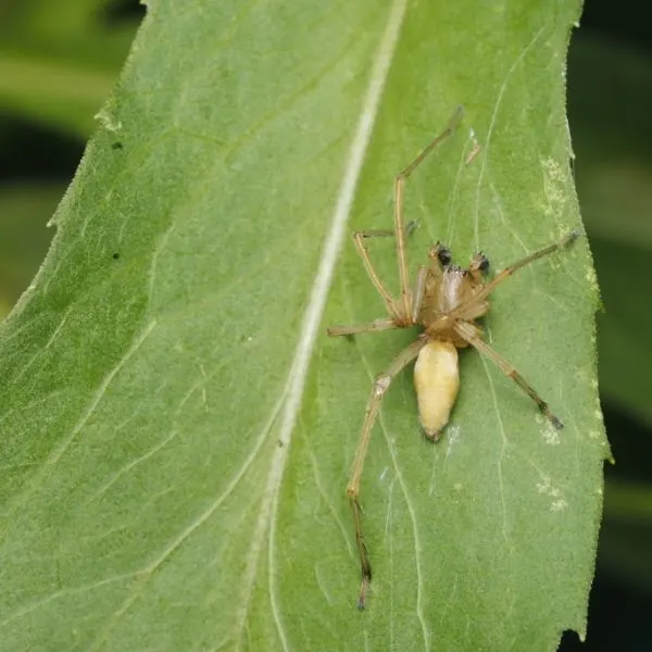 Long-legged Sac Spider (Cheiracanthium mildei) walking on a leaf in Wilbur Heights, Illinois, USA