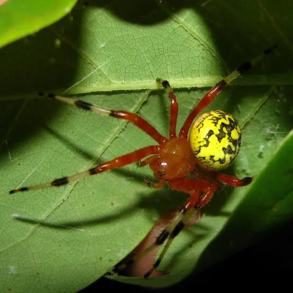 Marbled Orbweaver (Araneus marmoreus) on a leaf in Union County, Illinois, USA