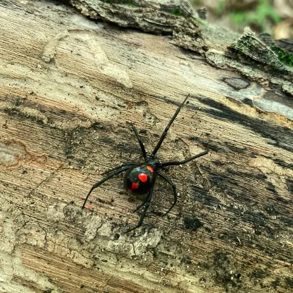 Northern Black Widow (Latrodectus variolus) on a treetrunk in Shawnee National Forest, Illinois, USA