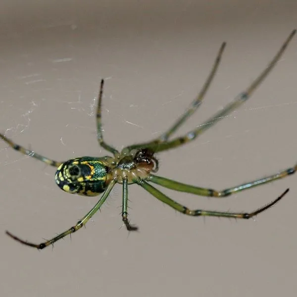 Orchard Orbweaver (Leucauge venusta) in its web in Wheaton, Illinois, USA