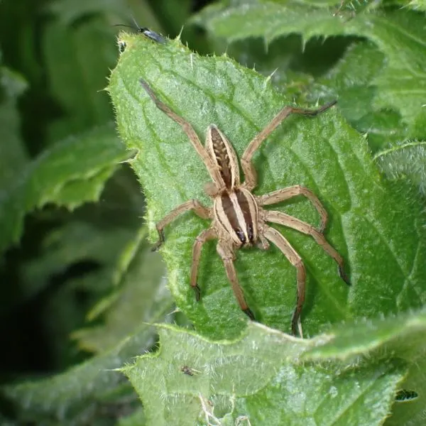 Rabid Wolf Spider (Rabidosa rabida) on a leaf in Peoria, Illinois, USA