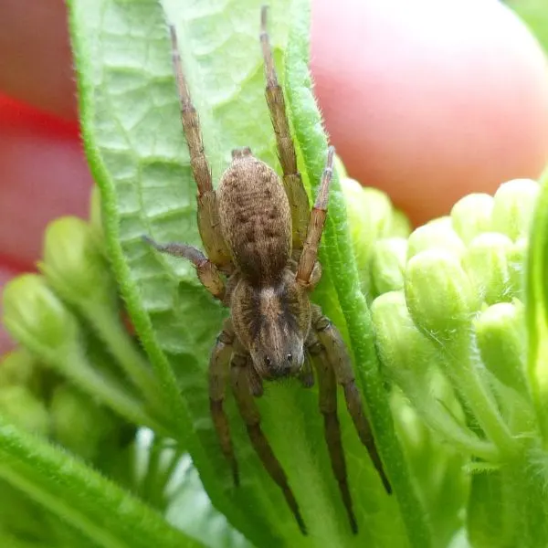 Rustic Wolf Spider (Trochosa ruricola) on a leaf in Wheaton, Illinois, USA