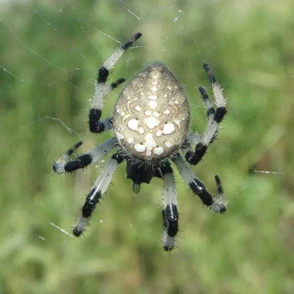 Shamrock Orbweaver (Araneus trifolium) hanging on its web in Winnebago County, Illinois, USA