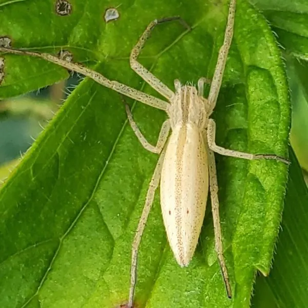 Slender Crab Spider (Tibellus spp.) on a furry leaf in Dupage County, Illinois, USA