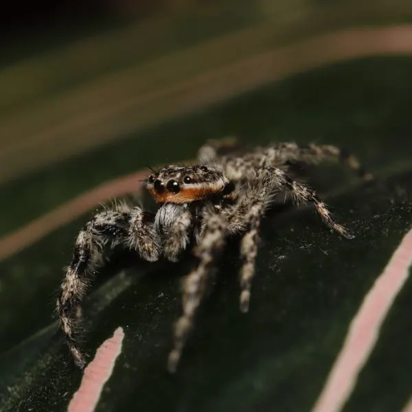 Tan Jumping Spider (Platycryptus undatus) on a dark surface in Savoy, Illinois, USA