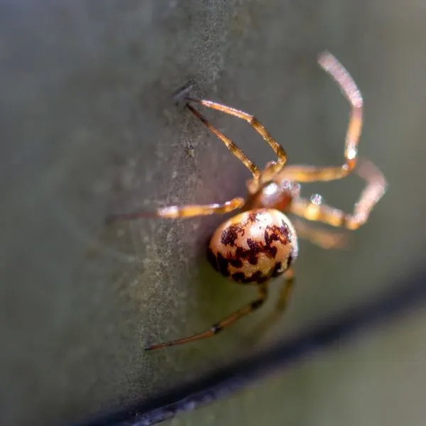 Triangulate Cobweb Spider (Steatoda triangulosa) on a grey brick wall in Chicago, Illinois, USA