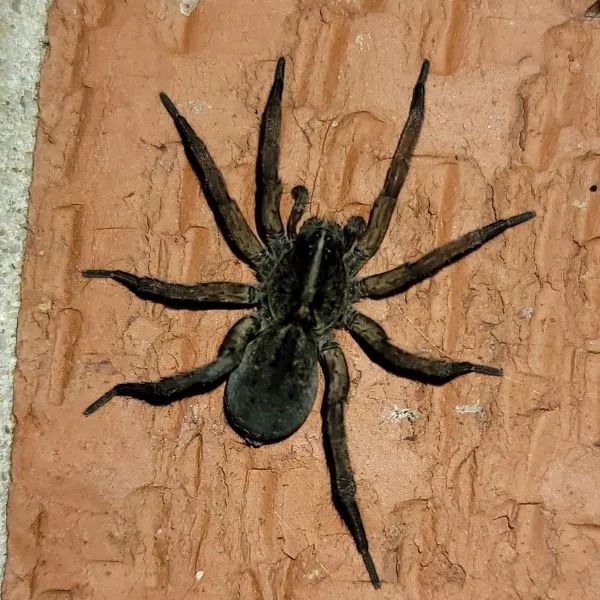 Wetland Giant Wolf Spider (Tigrosa helluo) on a brick wall in DuPage County, Illinois, USA