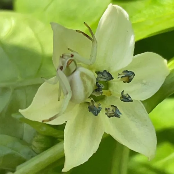 White-banded Crab Spider (Misumenoides formosipes) sitting in a flower in Bloomingdale, Illinois, USA