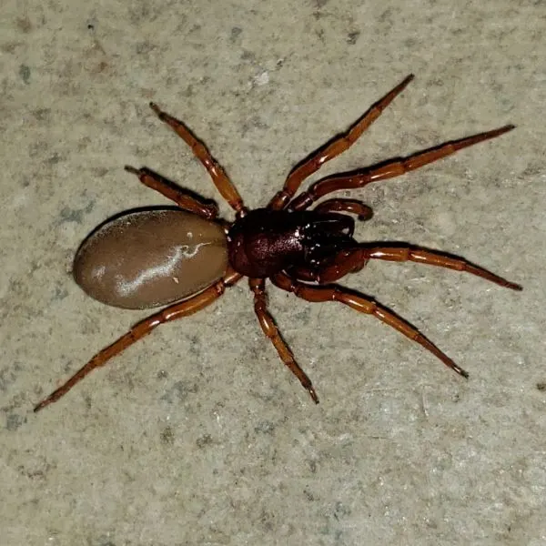Woodlouse Spider (Dysdera crocata) on concrete in Rockford, Illinois, USA