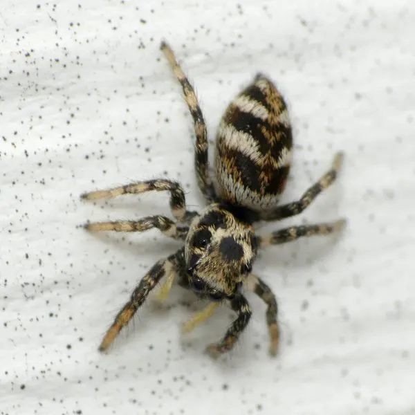Zebra Jumping Spider (Salticus scenicus) on a speckled white wall in Carol Stream, Illinois, USA