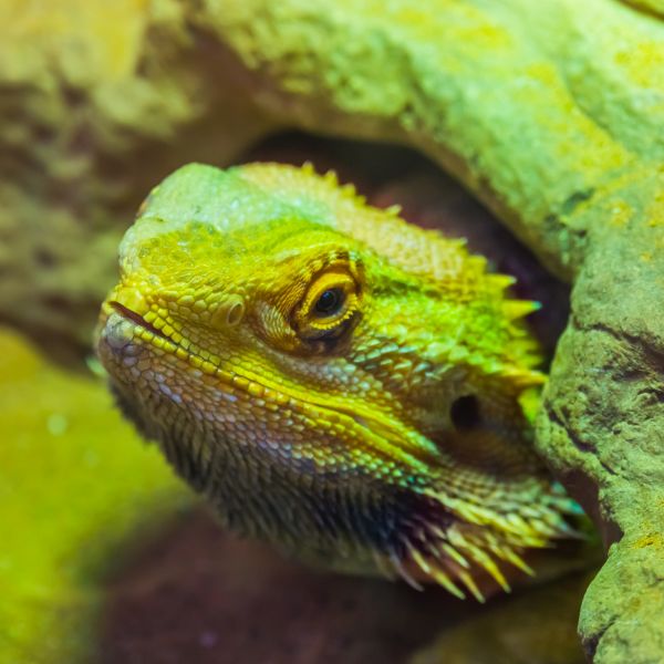 bearded dragon hiding in its cave