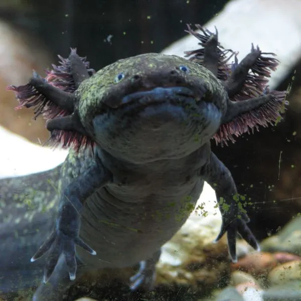 large black adult axolotl