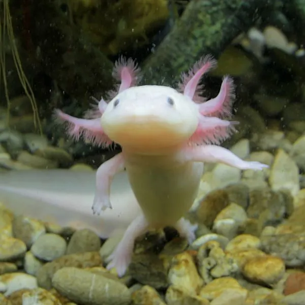 little axolotl smiling against glass