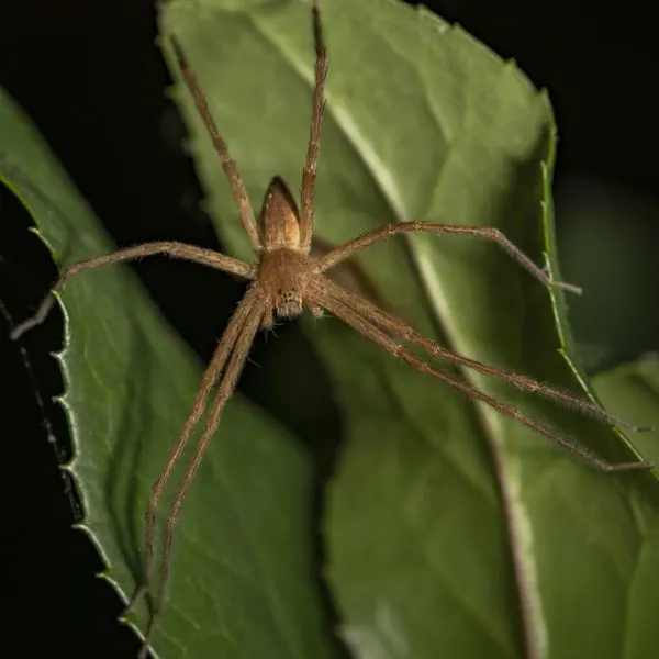 American Nursery Web Spider (Pisaurina mira) hanging onto leaves in the dark in Virginia, USA