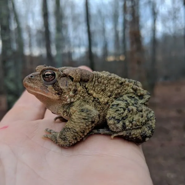 American Toad (Anaxyrus americanus) on someone's hand in the forest in South Carolina, USA