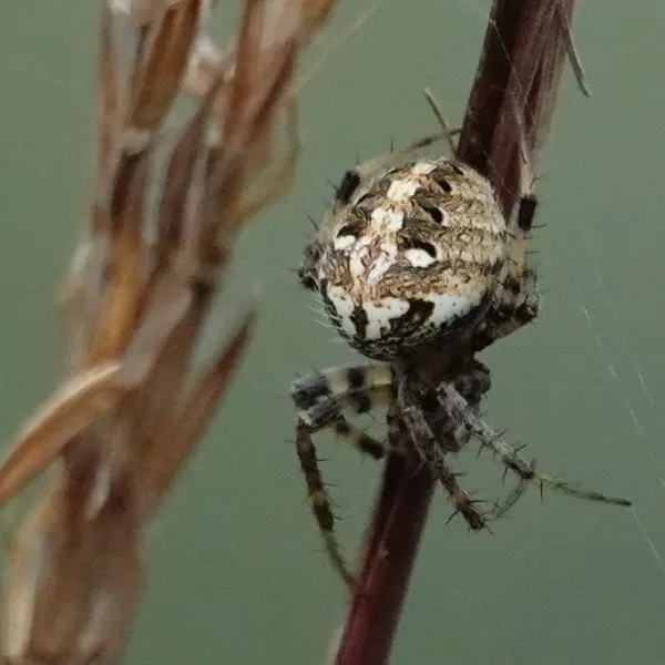 Arabesque Orbweaver (Neoscona arabesca) handing onto a stem in Hanover County, Virginia, USA