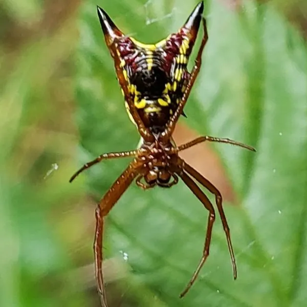 Arrow-shaped Orbweaver (Micrathena sagittata) hanging in its thread in Alfonso, Virginia, USA