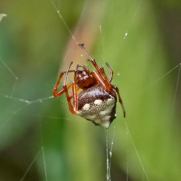Arrowhead Orbweaver (Verrucosa arenata) hanging by its web in Prince William County, Virginia, USA
