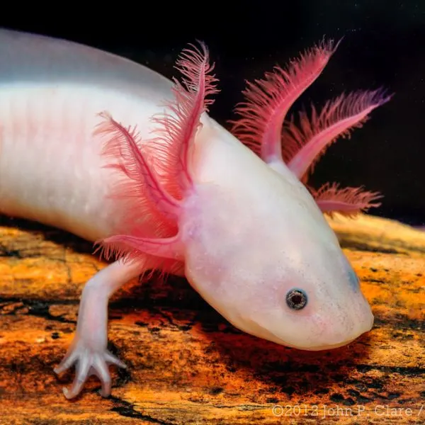 Axolotl clinging onto a piece of wood taken by John P Clare