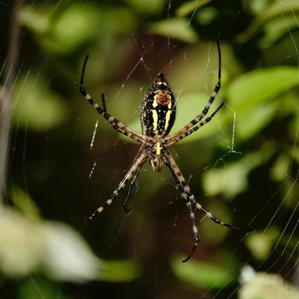 Banded Garden Spider (Argiope trifasciata) on its web in Hanover County, Virginia, USA