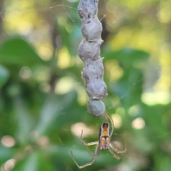 Basilica Orbweaver (Mecynogea lemniscata) under the orbs it weaved at Virginia Beach, Virginia, USA