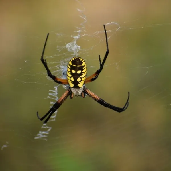 Black and Yellow Garden Spider (Argiope aurantia) on its web in Conway County, Arkansas, USA