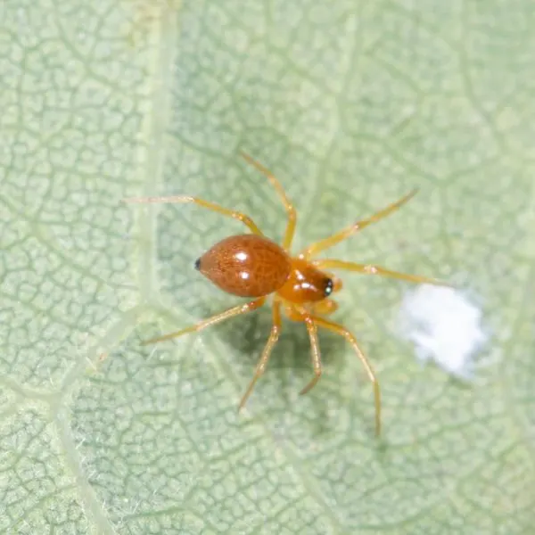 Black-tailed Red Sheetweaver (Florinda coccinea) on a leaf in Prince William County, Virginia, USA