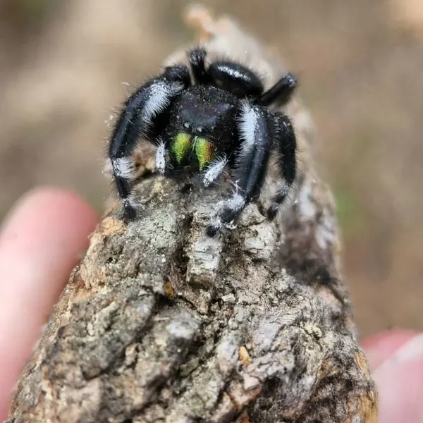 Bold Jumping Spider (Phidippus audax) being held up on a wooden stick in Magnolia, Arkansas, USA