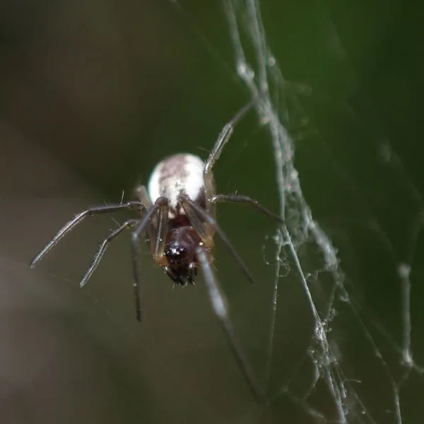Bowl-and-Doily Spider (Frontinella pyramitela) standing on the strands of its web at Nottoway Park, Virginia, USA