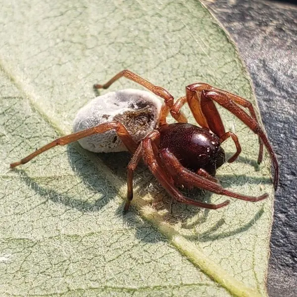Broad-Faced Sac Spider (Trachelas tranquillus) on a leaf in Upperville, Virginia, USA