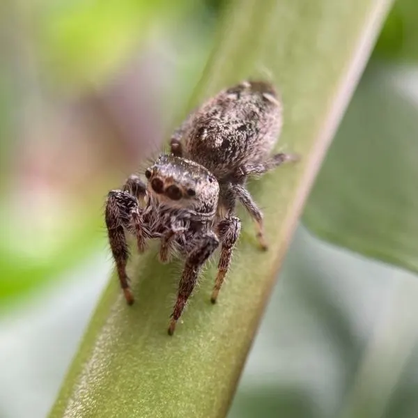 Bronze Jumping Spider (Eris militaris) on a green stem in Arlington, Virginia, USA