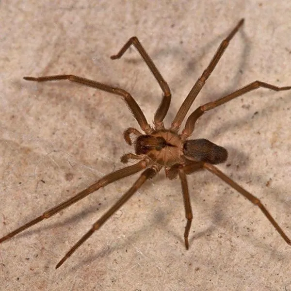Brown Recluse (Loxosceles reclusa) on a tan rock at Chino Hills State Park, California, USA