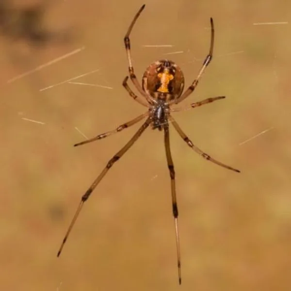 Brown Widow (Latrodectus geometricus) on its web in Cayenne, French Guiana