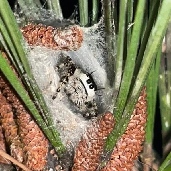 Canopy Jumping Spider (Phidippus otiosus) in its little canopy in Virginia Beach, Virginia, USA