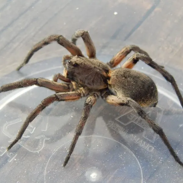 Carolina Wolf Spider (Hogna carolinensis) in a plastic cup in Lowell, Arkansas, USA