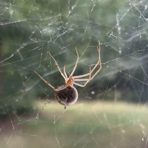 Common House Spider (Parasteatoda tepidariorum) hanging by its web in nature in Goochland County, Virginia, USA
