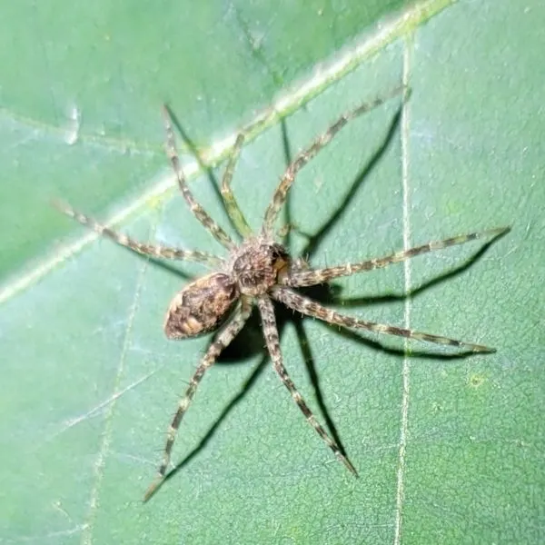 Dark Fishing Spider (Dolomedes tenebrosus) on a leaf in Loudoun County, Virginia, USA