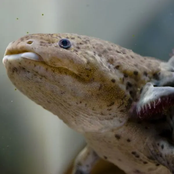 Dark-colored axolotl looking up in its tank