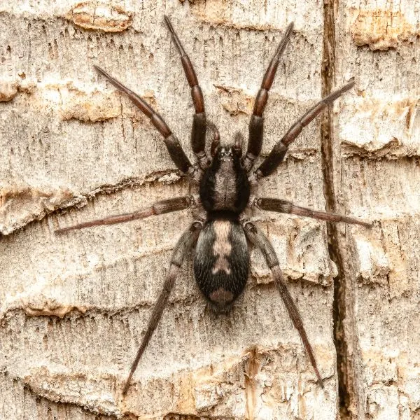 Eastern Parson Spider (Herpyllus ecclesiasticus) on a wooden bark in Culpeper County, Viriginia, USA